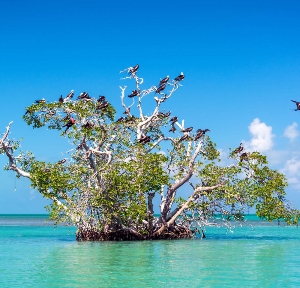 Mangrove tree in the Caribbean Sea in the Sian Kaan Biosphere Reserve near Tulum, Mexico